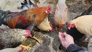eating from my hand