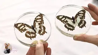 How To Stop butterflies Wings Turning Translucent In Resin!
