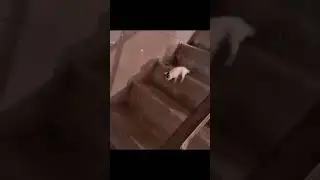 Heartwarming Staircase Adventure! 🐱#shorts #memes #meme