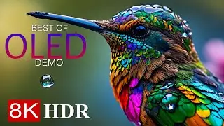 MOST COLORFUL BIRDS 8K HDR – OLED DEMO 8K Ultra HD