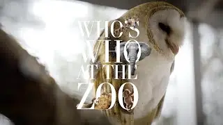 Who's Who at the Zoo | Barn Owl