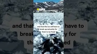 Pod of More Than 10 Orcas Trapped in Ice Off the Coast of Hokkaidō island in Japan