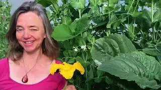 Jardin sol vivant permaculture pollinisation manuelle