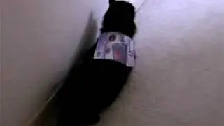 Putting a sticker on my cat