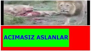 ACIMASIZ ASLANLAR!