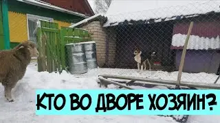 Невероятно!!! Вот кто во дворе хозяин? 🐑Пропал кабанчик!!!! Неужели навсегда?!!!! 🐖