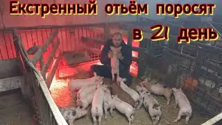 🥺 будет ли она жить❓️ Как будем бороться с наступившими проблемами ❓️