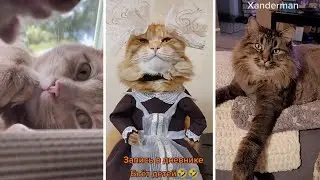 The Best of Cats Compilation 😹❤️️ You Will Not Get Bored!