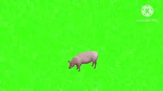 Pig eating green screen animation animal video