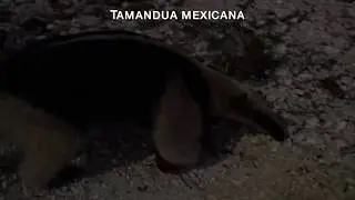 Liberación de osos hormigueros en Cancún