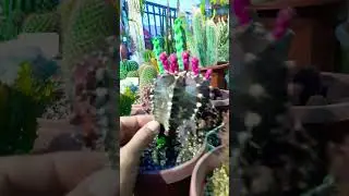 #Succulent #plant #succulents #plants #cactus #propagation #homegarden #care #tips