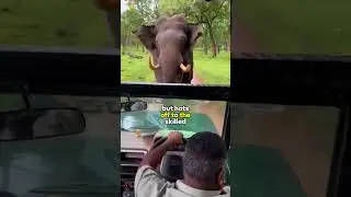 Elephant Chase  Jeep's Amazing Escape 