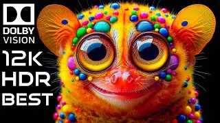 12K HDR Video of Wild Animals at 240FPS with Dolby Vision
