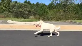 Shepadoodle in motion
