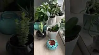 Small Indoor Garden, Plant decorations of succulents, fern & orchid 