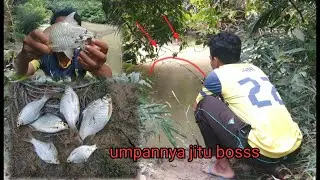 Mancing ikan tawes babon pake umpan jitu!!! Pesta straik