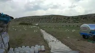 Şıhbarak köyü kaz çifliği
