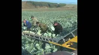 Уборка капусты комбайном