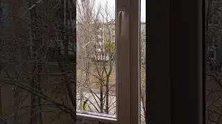 Синица стучит в окно🌱