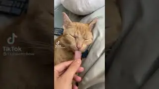 TIKTOK GAGS FUNNY