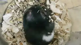 Умный хомячек с малышами 1