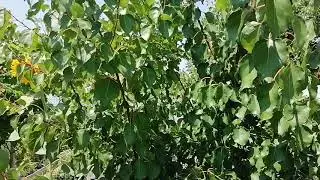 Летняя обрезка плодовых деревьев на плодоношение.