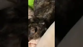 Несси играет ( ориентальная кошка )