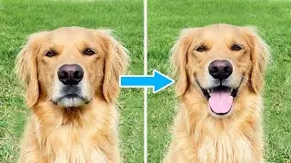 The Secret Behind Why Golden Retrievers 'Smile' So Much!
