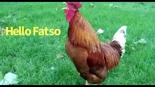 Chinese Rooster 🐔