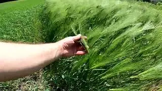 Ячмінь та складні умови