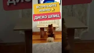 Wow! 🐾Spitz Dances Cool to Music 