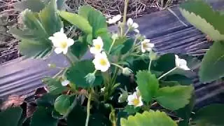 Клубника 15 мая,  цветение и  налив ягод