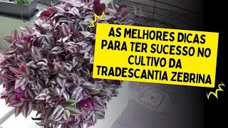 TOP 3 VÍDEOS SOBRE A TRADESCANTIA ZEBRINA: Cuidados gerais, produção de mudas e mais