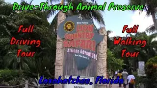 Lion Country Safari Full Tour - Loxahatchee, Florida