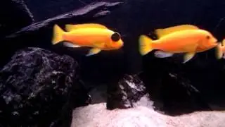 Malawi Maylandia Estherae Red Red Cichlids