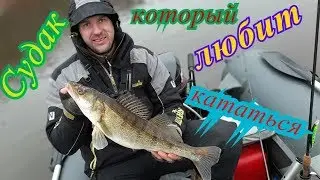 Судак который любит кататься. Рыбалка на воблеры.