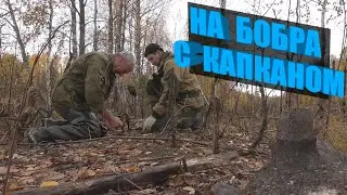 Охота на бобра с капканом. Установка КП-250 на плотине.