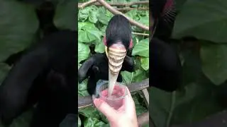 SERU BANGET! MAIN DAN KASIH MAKAN BURUNG CANTIK LANGKA DARI INDONESIA!