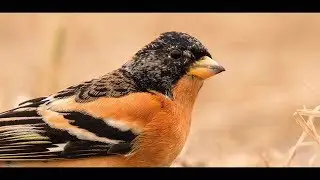 Ptaki. Wiosna, woj. lubuskie, Część 1 / Birds. Spring. NW Poland. Part 1 HD 720p