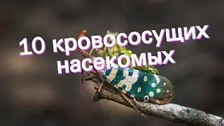 10 кровососущих насекомых