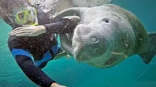 Endangered Florida Manatees in pristine water! Crystal River, FL HD video
