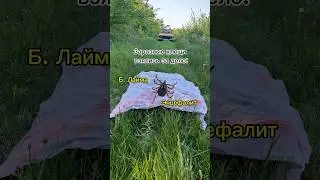 Будь осторожен, клещи вышли на работу!