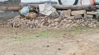 ટીટોડી અને તેના બચ્ચા