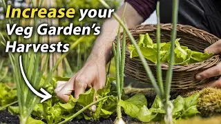 Simple Guide to Intercropping | How to Grow More Food in your Vegetable Garden