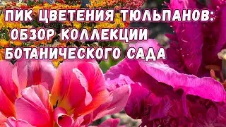 Обзор более 200 сортов тюльпанов из коллекции Ботанического сада