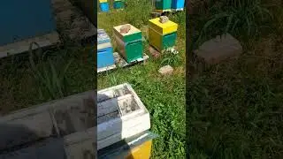пасека 2023  как мы подсаживаем маток!