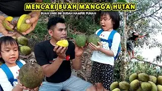 MENCARI MANGGA HUTAN ORANG KOTA GAK BAKAL TAHU RASANYA BUAH INI❗