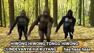 monkey dance 🙉