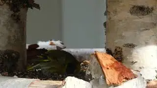 Hungriger Vogel am Faschingssonntag 2023