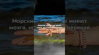 У морской звезды БУКВАЛЬНО нет мозгов 😂😰 #рекомендации #факты #shorts